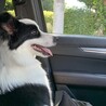 7ヶ月のボーダーコリー（♀）の里親探しています サムネイル4