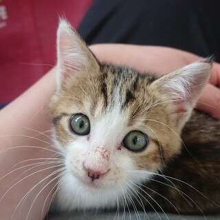 大変甘えん坊でやんちゃな子猫です