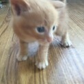 子猫の里親さんを募集します