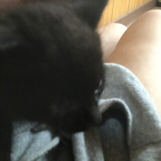 子猫の里親さんを募集します