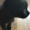 子猫の里親さんを募集します サムネイル2