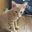 子猫の里親さんを代理で募集します