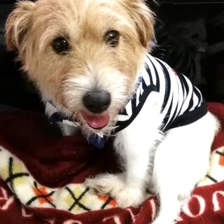 ジャックラッセルテリア♀アーモ　推定5〜6歳