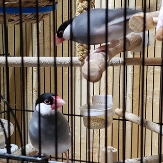 親鳥が育てた文鳥2羽