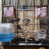 親鳥が育てた文鳥2羽 サムネイル2