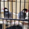 親鳥が育てた文鳥2羽 サムネイル3