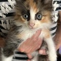 生後2ヶ月の子猫ちゃん。里親を募集しています。