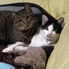 ルキア&オオカミ