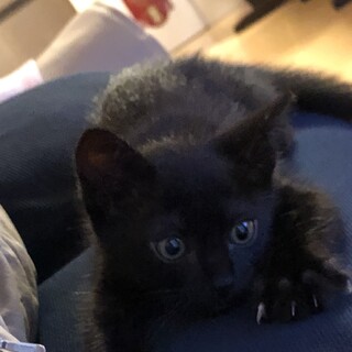 可愛い黒猫くん2ヶ月