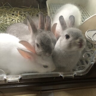 [ネザーランドドワーフ]６月３日生まれ仔ウサギ