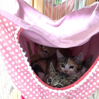 子猫4兄妹 