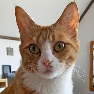 【動画】人馴れ抜群で超甘えたの茶トラ白猫