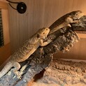 フトアゴヒゲトカゲ2匹
