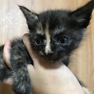 ６月中旬生まれの仔猫ちゃんたち(=^x^=)