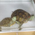 ミドリガメ２匹一緒に飼える方が見つかりました