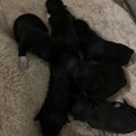 柴犬とボーダーコリーの赤ちゃんが産まれました
