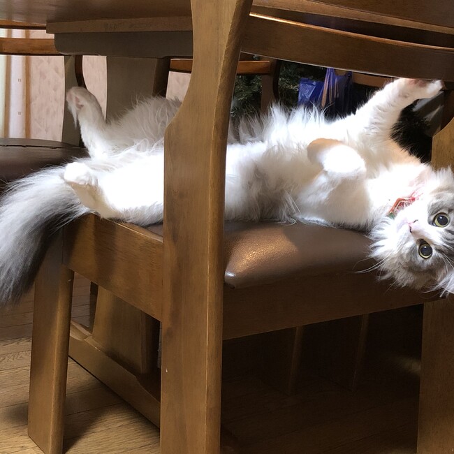 ルァのカバー写真