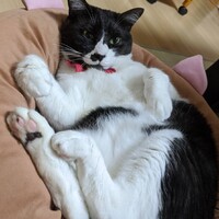 あずき