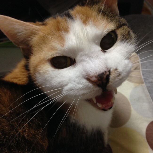 うめきんたのカバー写真