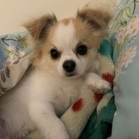 ハツ