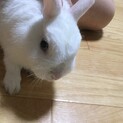 うさぎ　募集します