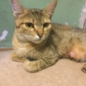 緊急・里親さんを募集します