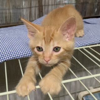 人慣れ抜群！茶トラの賢い男の子