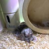 ロボロフスキーハムスター　里親募集 サムネイル2