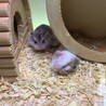 ロボロフスキーハムスター　里親募集 サムネイル3