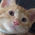 人慣れ抜群！おっとり茶トラの男の子