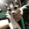 急募！キジ白の赤ちゃん★生後1か月以内