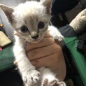 急募！シャム系MIXの赤ちゃん★生後1か月以内