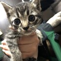 急募！キジトラの赤ちゃん★生後1か月以内