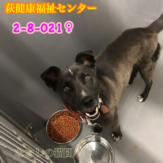 人馴れした黒白垂れ耳わんこ 021