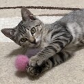 優しい里親さんお待ちしています