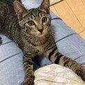 優しい里親さんお待ちしています