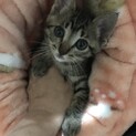 キジトラ　めす　2か月　甘えん坊のみどりちゃん　