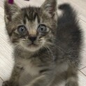 市川市　やんちゃなあまえんぼう　元気印の夏彦★