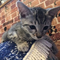 くきちゃん(仮)