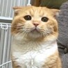 スコティッシュフォールドのナビーくん サムネイル3
