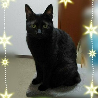 8才位  魅惑の黒猫女子 人間大好きももちゃん！