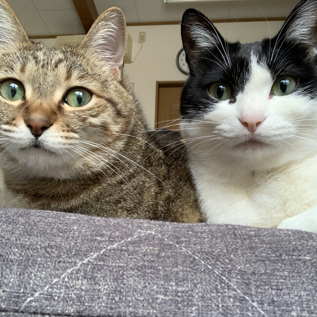 りょうまむのカバー写真