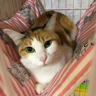 可愛い三毛猫のココちゃん☆4歳位