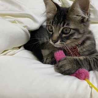 愛嬌たっぷり双子の子猫
