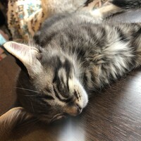 ふわちゃん(仮)