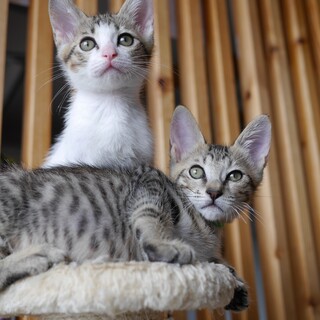 ★2ヶ月★さか君のみ募集中