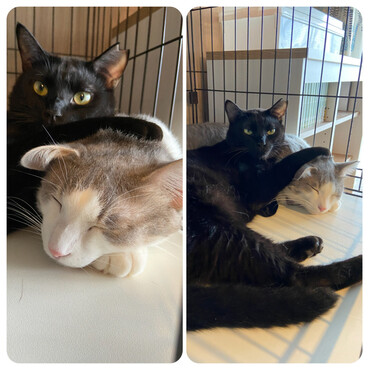 こうちゃんははる君を枕だと思っている模様