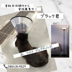 「フロアライト？いえ、ブラック君です！→譲渡決定！」サムネイル1