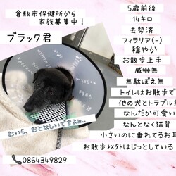 「フロアライト？いえ、ブラック君です！→譲渡決定！」サムネイル3