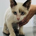 ギザギザ鍵しっぽ、青い目の男の子